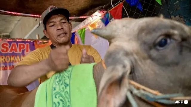 Sumarwan sedang memijat sapi menjelang Hari Raya Idul Adha pada 12 Juni 2024.