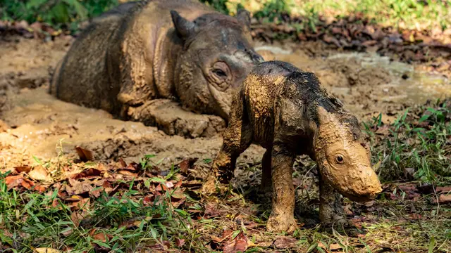 Bayi Badak Sumatera Lahir di Taman Nasional Way Kambas, Disorot Media Internasional
