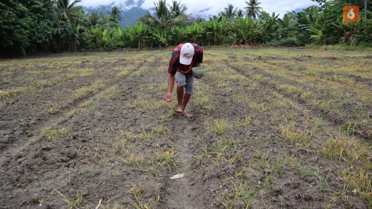 petani sigi menanam bibit jagung