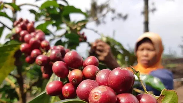 Upaya Kementan untuk Dorong Pekebun Tingkatkan Kualitas Kopi