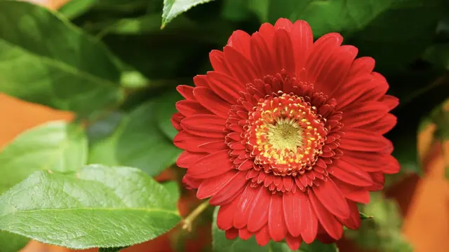 Zinnia, Bunga Warna-Warni yang Cepat Mekar di Taman