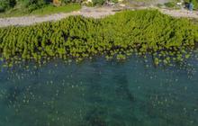 WALHI Sebut Pembukaan Tambak Baru di Pantura Bakal Membabat Mangrove dan Akibatkan Abrasi di Jateng