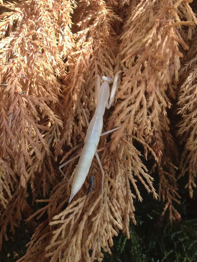 10 Potret Hewan Albino Langka Ini Makin Menarik Perhatian