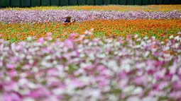 Pola bunga memancing pengunjung untuk mengambil foto saat festival bunga. (Sam Yeh/AFP)