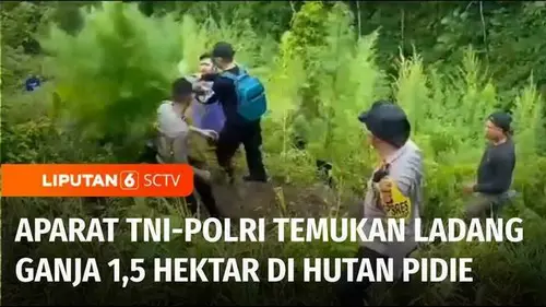 VIDEO: Aparat Temukan Ladang Ganja Seluas 1,5 Hektar di Lereng Perbukitan Hutan Pidie, Aceh