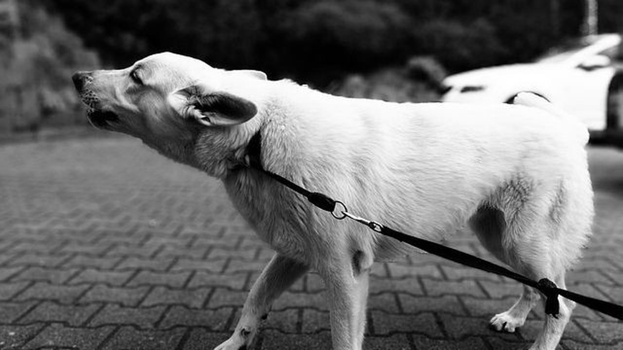 Mengenal Rabies