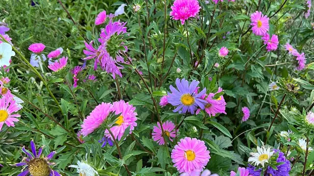 Aster.