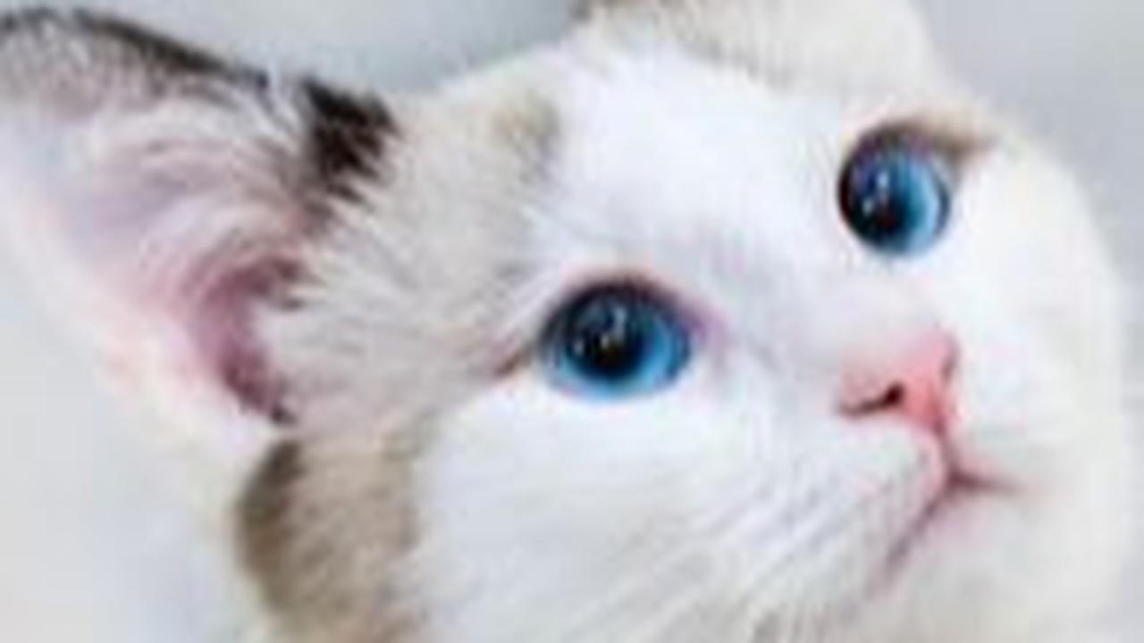 450 Rekomendasi Nama Kucing Betina yang Imut, Unik, dan Cantik