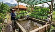 10 Cara Membuat Kolam Lele yang Bisa Menghasilkan Sayuran Juga, Mudah Dicoba