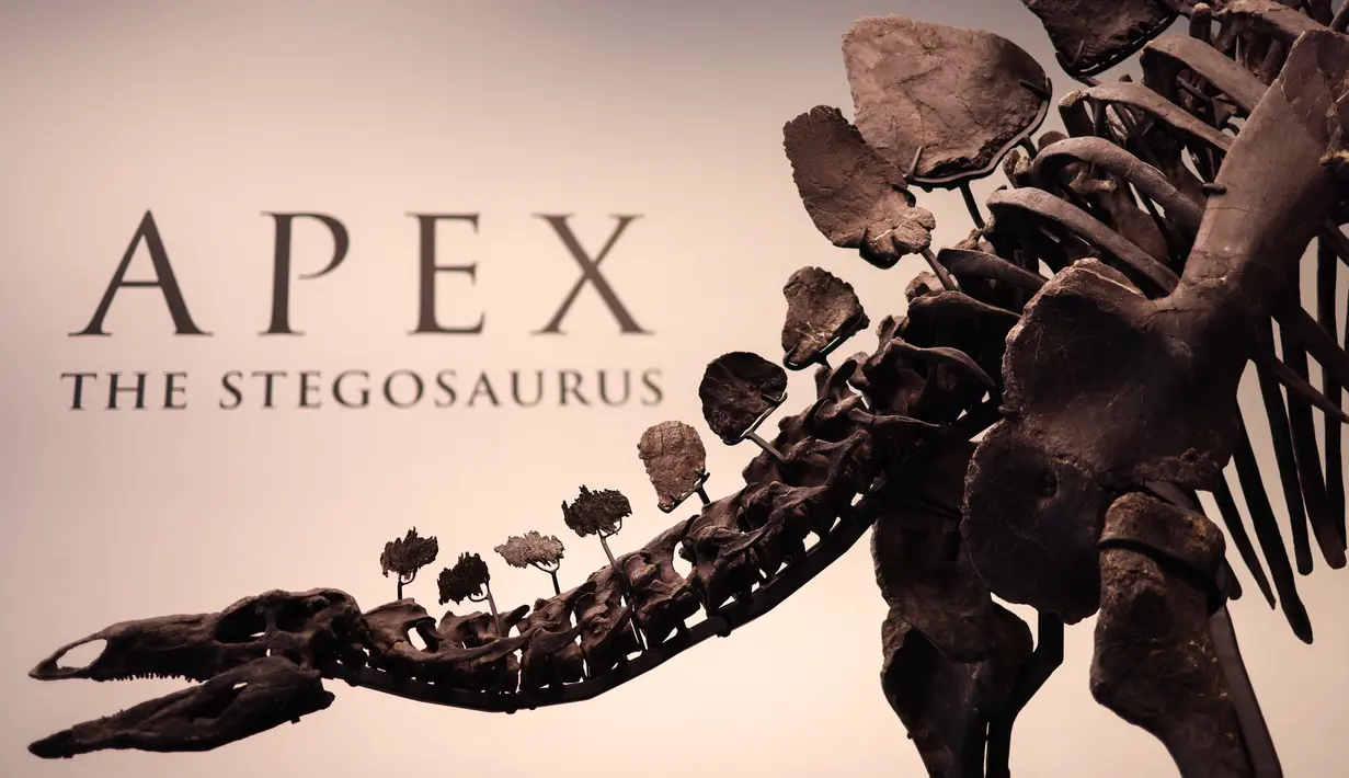 <p>Apex ditemukan pada bulan Mei 2022 di Colorado, tanah pribadi ahli paleontologi Jason Cooper, dan penggaliannya selesai pada bulan Oktober 2023. (Charly TRIBALLEAU / AFP)</p>