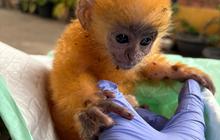 Anakan Lutung Langka Ditemukan Sendirian di Kebun