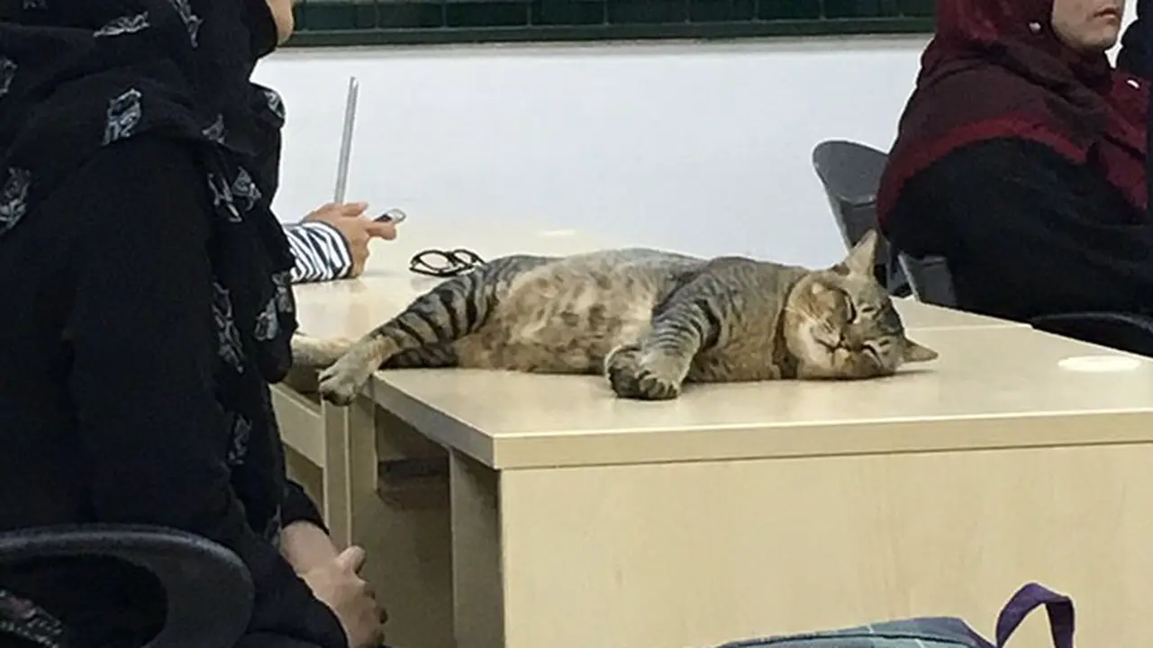 [Bintang] Kucing tidur 
