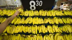 Pisang kaya akan magnesium maka itu pisang baik Anda makan sebelum tidur, bukan saat sarapan. Buah ini dapat membantu untuk mengendurkan otot-otot setelah lelah beraktivitas seharian. (AFP PHOTO/Ronaldo SCHEMIDT)