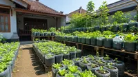 7 Inspirasi Pekarangan Produktif Menggunakan Galon Bekas, Solusi Berkebun Hemat