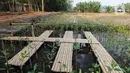 Pengunjung juga bisa ikut menanam mangrove di lokasi tersebut. (Liputan6.com/Herman Zakharia)