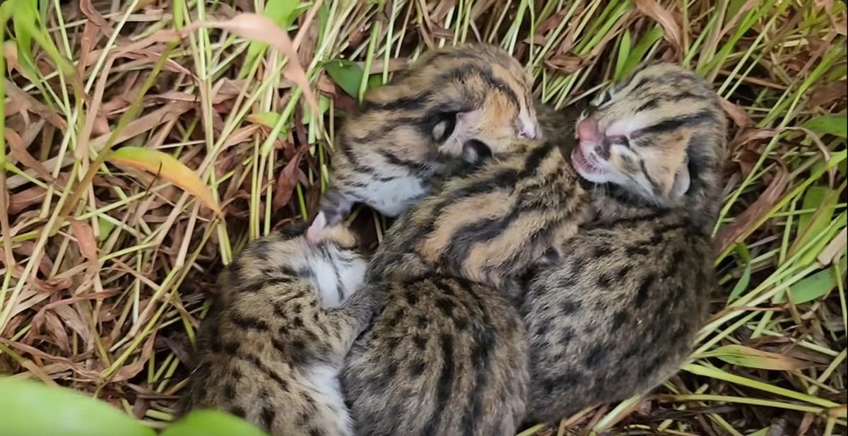Macan Akar yang Dilindungi Undang-undang Ditemukan di Tengah Sawah