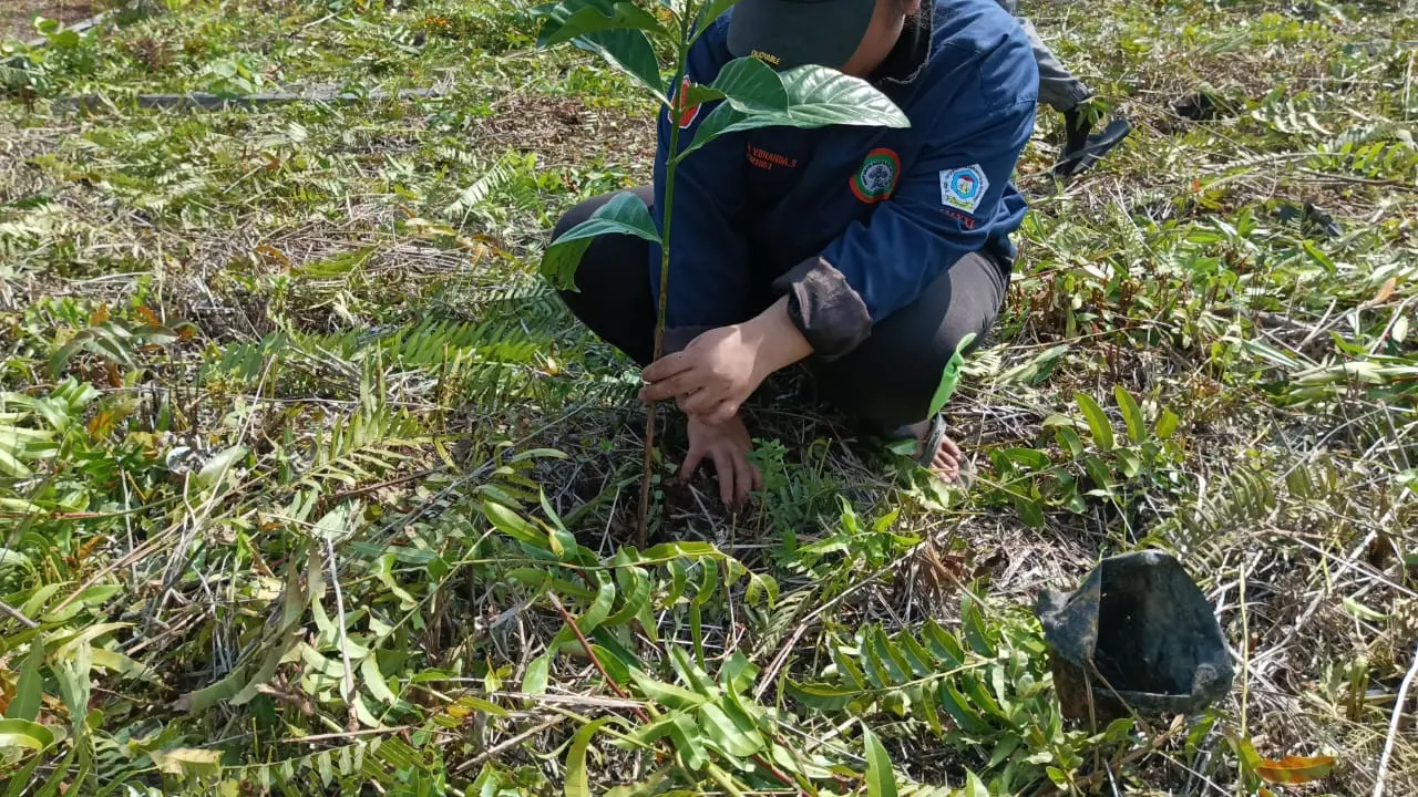 Pemulihan lahan gambut di kawasan hutan produksi. (Liputan6.com/ ist)
