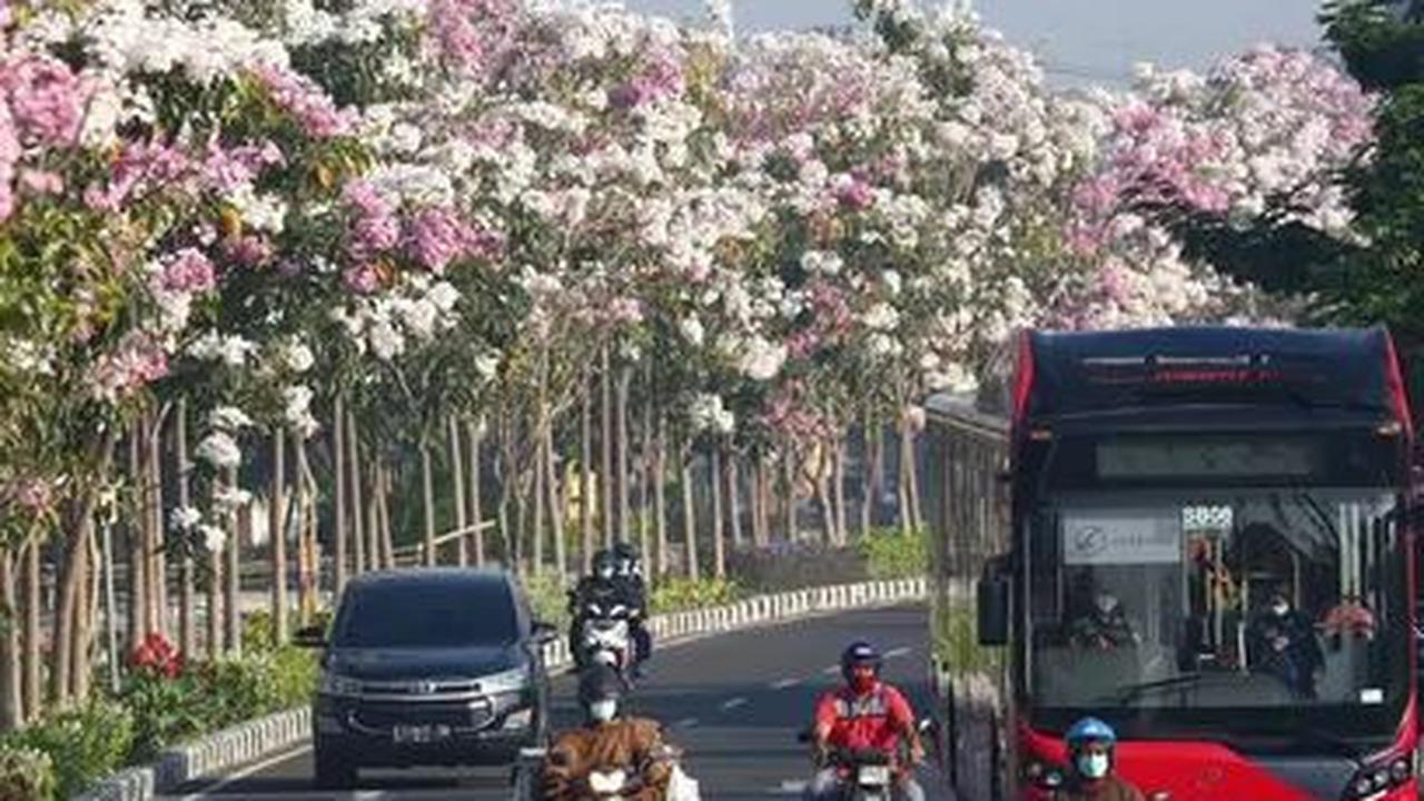 Bunga Tabebuya  bermekaran di sepanjang pinggir jalan protokol Kota Surabaya kembali mekar pada akhir Juli 2023 ini. Bunga warna-warni itu bikin nuansa jalan-jalan di Kota Surabaya jadi romantis.