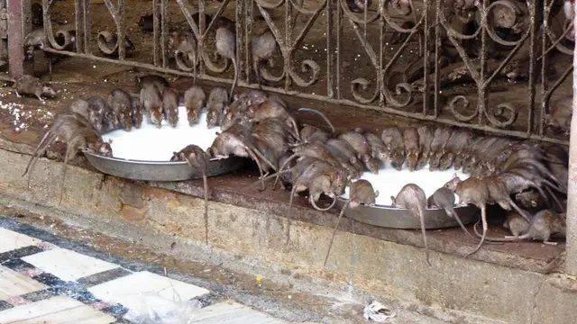 Di India Ada Kuil Unik Untuk Pemujaan Para Tikus