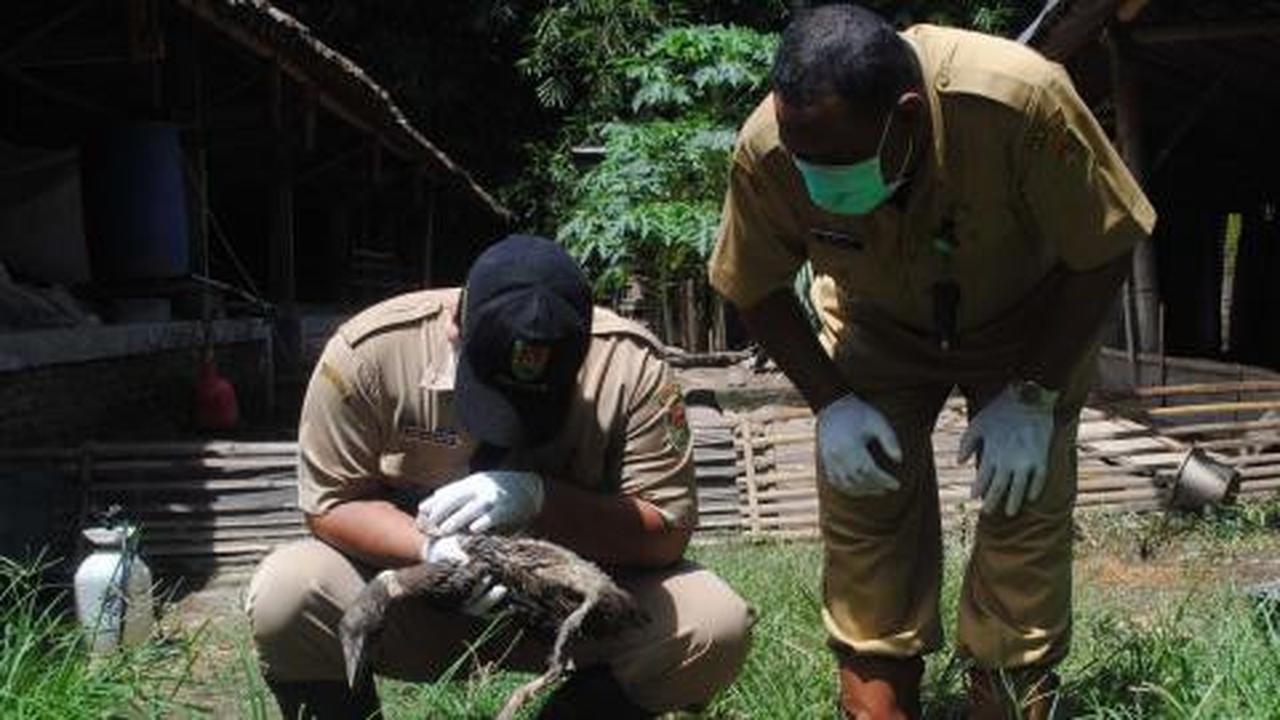 Virus flu burung berevolusi, pemerintah siapkan sejuta vaksin