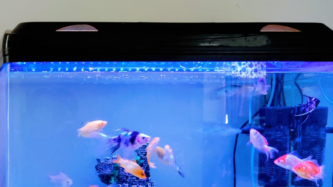 Akuarium