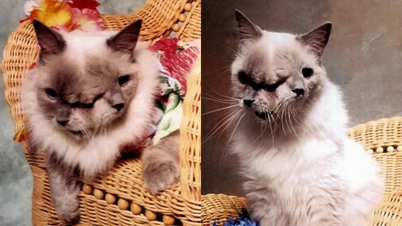 Kucing janus tertua yang memiliki satu otak dua wajah (Tangkapan layar dari website Guinness World Records)