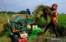 Panen Raya Padi 2026: Berkah Petani Berkat Kebijakan Pemerintah
