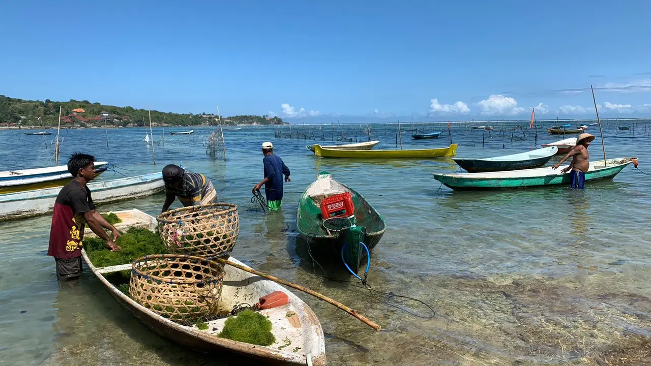 Kegiatan masyarakat di Nusa Penida untuk budidaya rumput laut