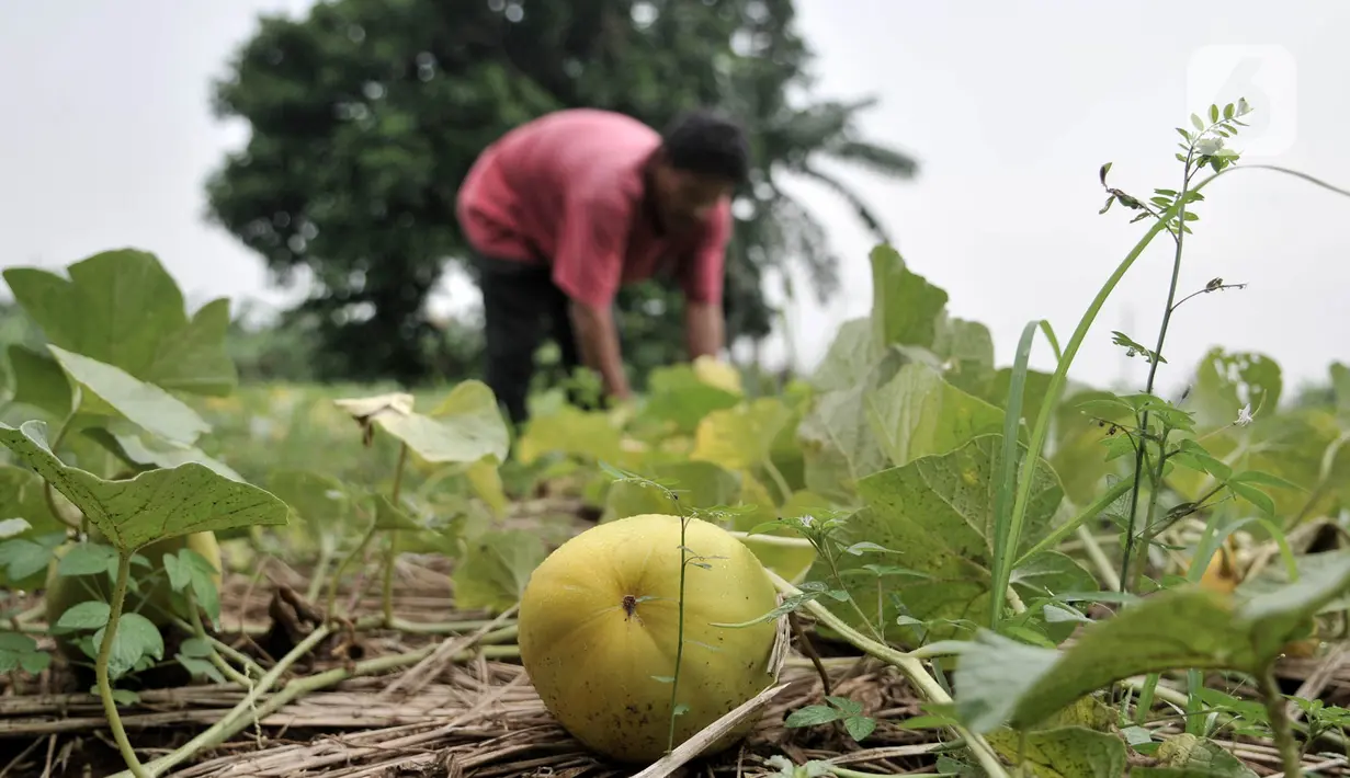Petani memanen timun suri di salah satu perkebunan kawasan Limo, Depok, Jawa Barat, Senin (4/5/2020). Untuk harga, Haji Ruming menjual timun suri senilai Rp7.000-8.000 per buah, yang biasa dijual kembali oleh pedagang ke pasaran mencapai Rp10.000-20.000 per buah. (merdeka.com/Iqbal S. Nugroho)