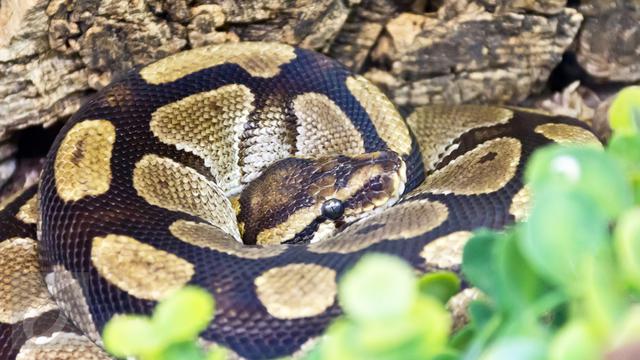 Ular Piton