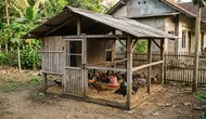 Kandang Ayam Kampung Sederhana untuk Mengejar Panen 4 Bulan, 5 Desain Hemat yang Bisa Dibuat Sendiri