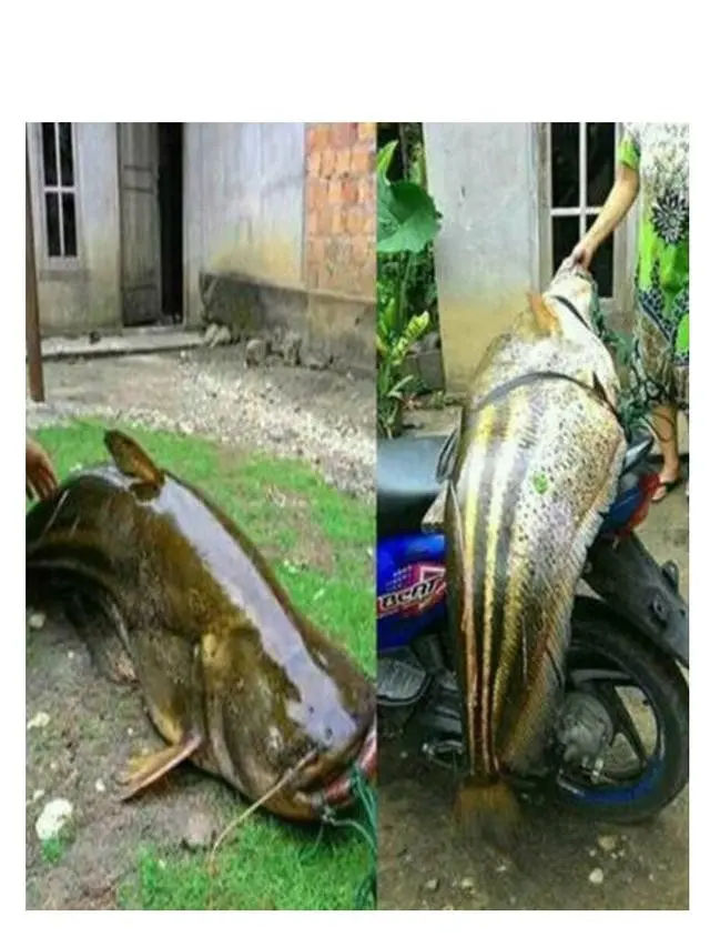 6 Rezeki Tak Terduga Dapat Ikan Seukuran Tubuh Manusia Ini Bikin Melongo