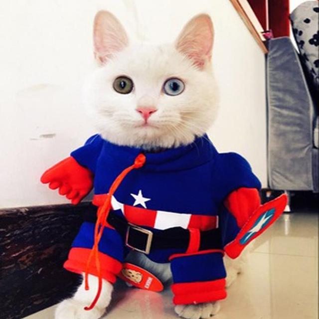 Potret Lucu Saat Kucing Berkostum Superhero Ini Bikin Gemes