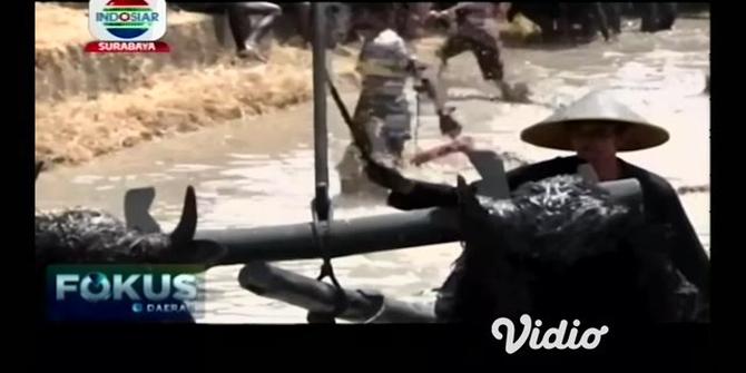 VIDEO: Melihat Tradisi Tahunan Kebo-keboan di Banyuwangi