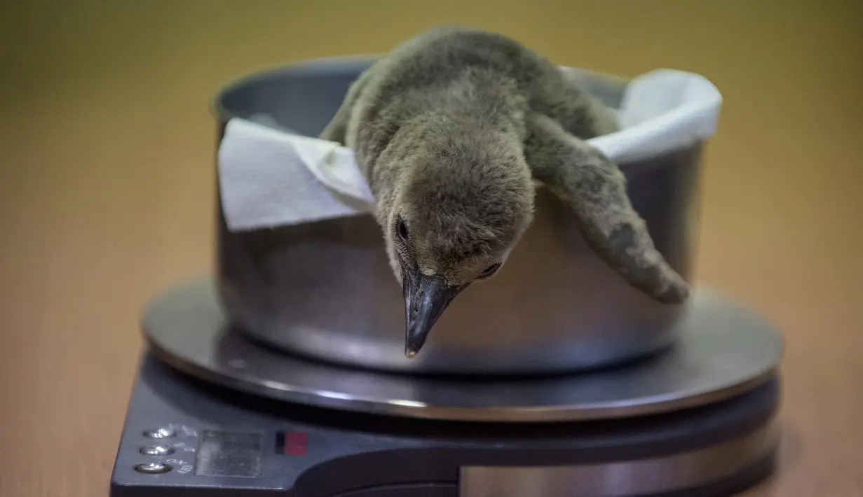 Bayi penguin Humboldt yang berumur satu bulan ditimbang di Kebun Binatang di Praha (11/11/2019). Setelah beberapa upaya untuk menetas penguin di kebun binatang gagal dalam beberapa tahun terakhir, bayi penguin Humboldt lahir pada 18 Oktober. (AFP Photo/Michal Cizek)