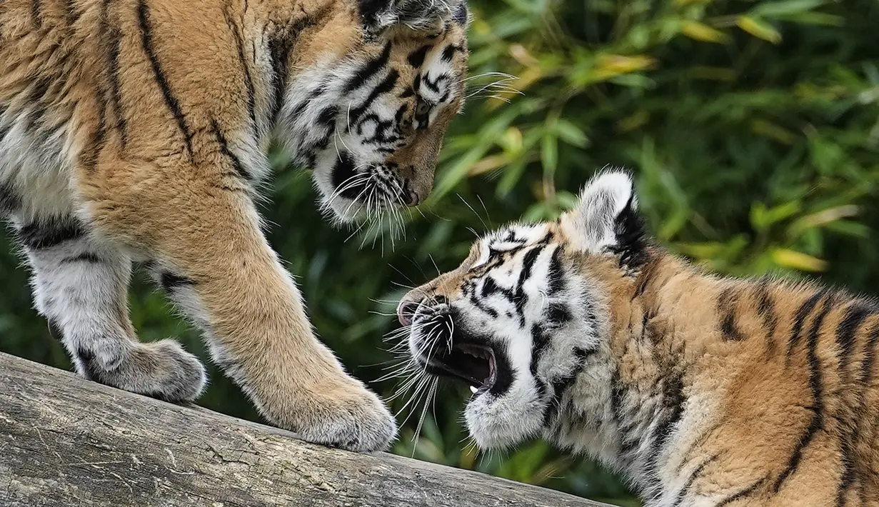 Harimau Siberia kecil Kasimir dan Kalinka bermain di batang pohon di kebun binatang di Duisburg, Jerman, Senin (25/10/2021). Anak harimau kembar lahir pada bulan Mei dan menikmati musim gugur pertama mereka di kandang dekat dengan alam di kebun binatang . (AP Photo/Martin Meissner)