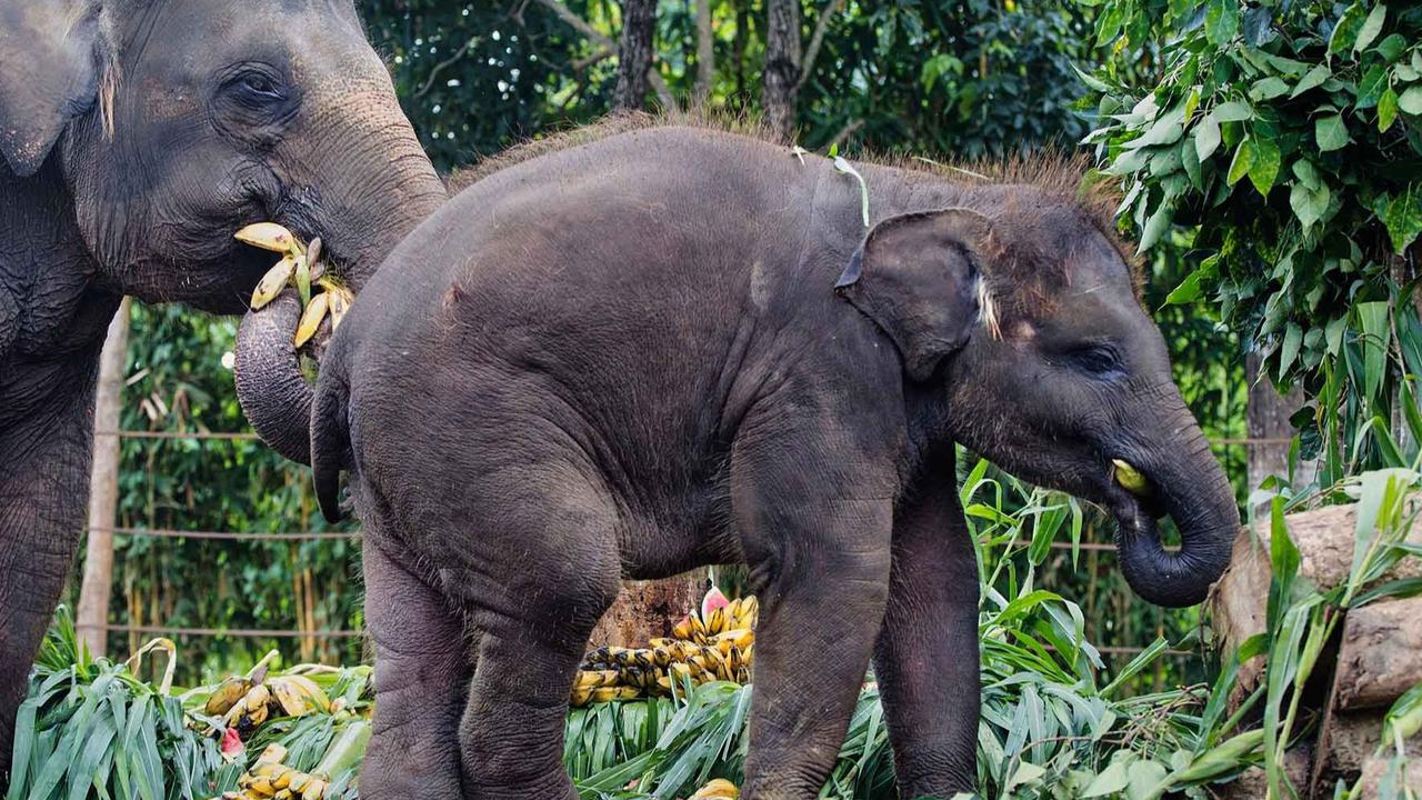 Hari Gajah Sedunia, BUMN Migas Sediakan Kebun Pakan Seluas Satu Hektare