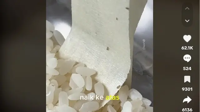 Bukan Daun Salam, Ini Trik Usir Kutu Beras dengan 1 Bahan Dapur