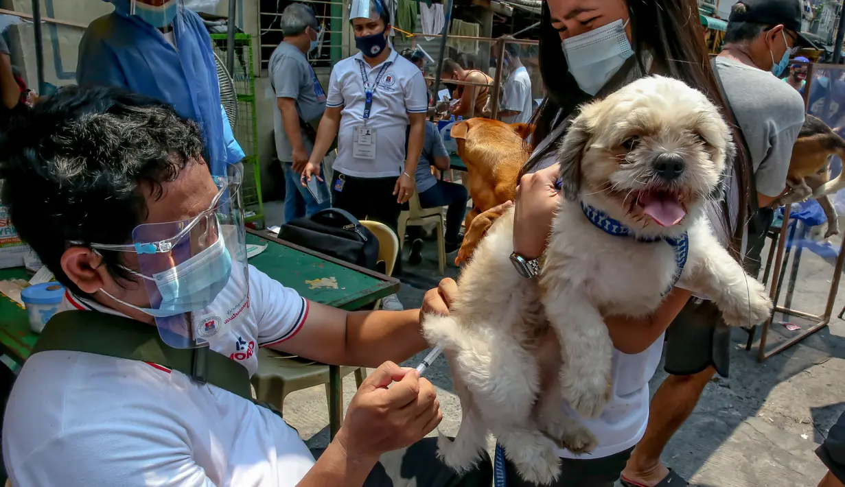 Seekor anjing peliharaan menerima vaksin rabies gratis di Manila, Filipina, pada 28 September 2020. Hari Rabies Sedunia diperingati tiap 28 September untuk menyebarkan kesadaran akan pencegahan rabies pada hewan peliharaan. (Xinhua/Rouelle Umali)