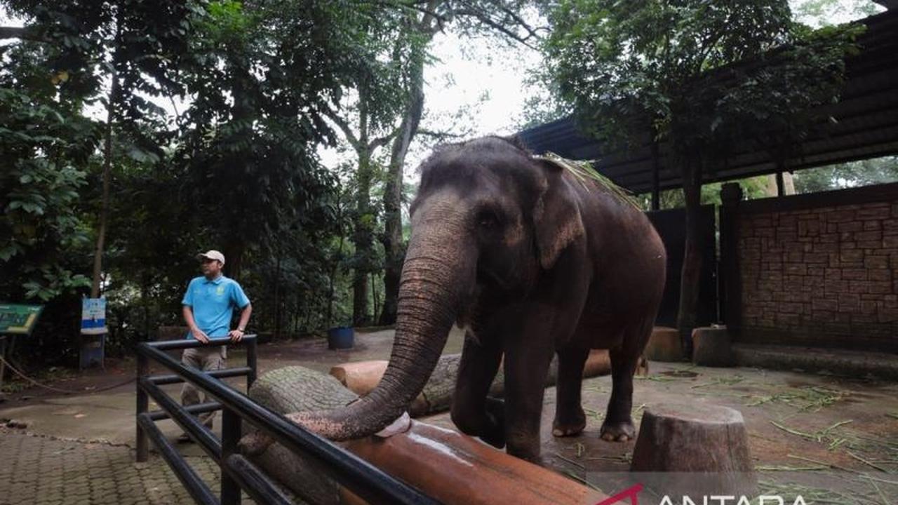 Bandung Zoo Belum Beroperasi Selama Libur Tahun Baru 2026, Pemkot Bandung Prioritaskan Manajemen