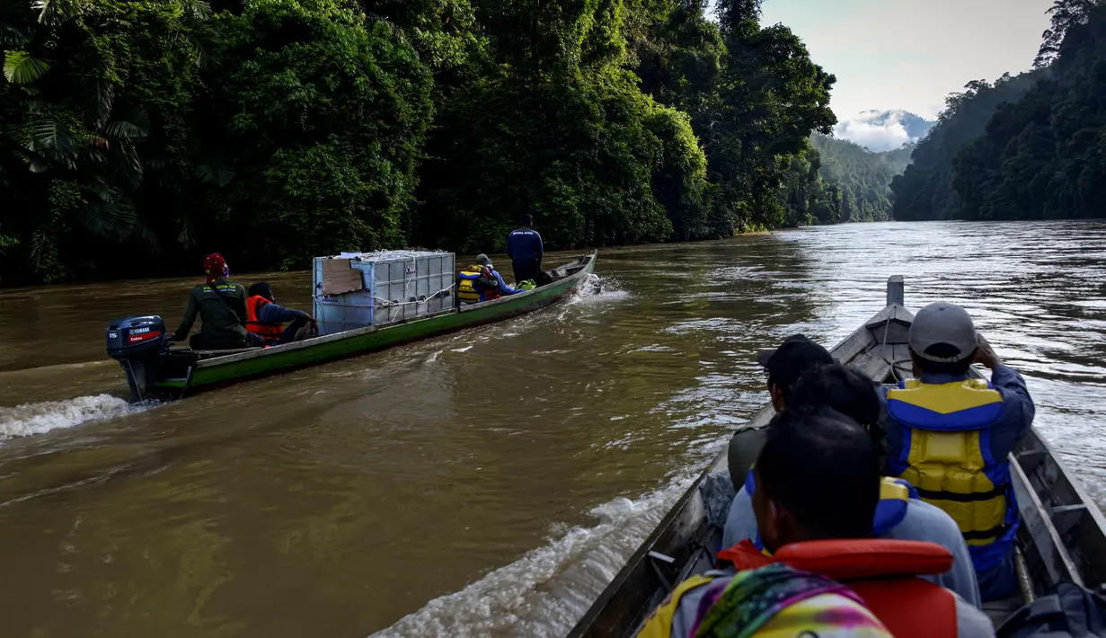 Foto yang diambil pada 20 Juni 2020 memperlihatkan petugas Balai Konservasi Sumber Daya Alam (BKSDA) Aceh membawa Harimau Sumatra liar dengan menggunakan perahu untuk proses pelepasliaran di kawasan Taman Nasional Gunung Leuser (TNGL), Aceh. (CHAIDEER MAHYUDDIN / AFP)