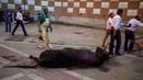 Seekor banteng yang mati diseret keluar dari arena adu banteng Las Ventas, Madrid, Spanyol, Minggu (4/7/2021). Adu banteng ini berlangsung di tengah pandemi virus corona COVID-19. (AP Photo/Manu Fernandez)