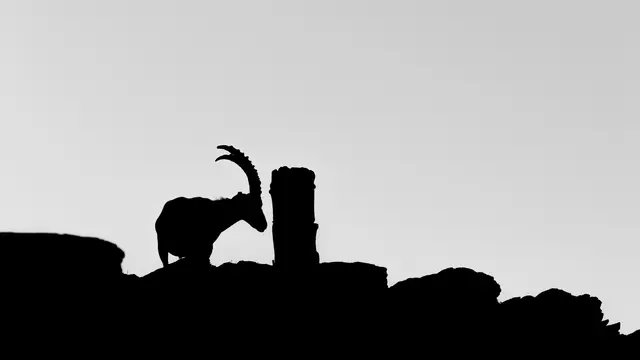 Capricorn