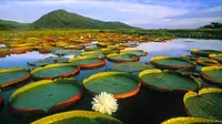 Salah satu spesies teratai yang sangat besar adalah teratai yang dikenal dengan nama Giant Water Lily 