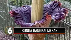 Beginilah fenomena langka terjadi di Kebun Raya Cibodas, Cianjur, Jabar. Bunga bangkai berjenis Amorphophallus Titanum mekar secara sempurna. Hal ini hanya terjadi sekali dalam 3 atau 4 tahun selama 5 hari saja.