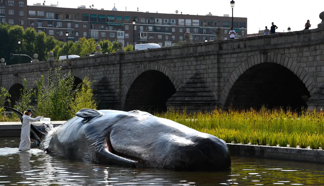 Seseorang berpakaian ilmuwan menuangkan air pada patung paus sperma berbahan fiberglass di sungai Manzanares, Madrid, 14 September 2018. Paus itu merupakan instalasi seni bagian dari program budaya untuk musim gugur di Madrid. (AFP Photo/GABRIEL BOUYS)