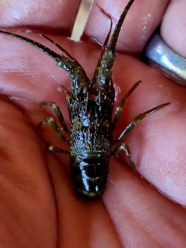 KKP berhasil membudidayakan lobster. (Dok KKP)
