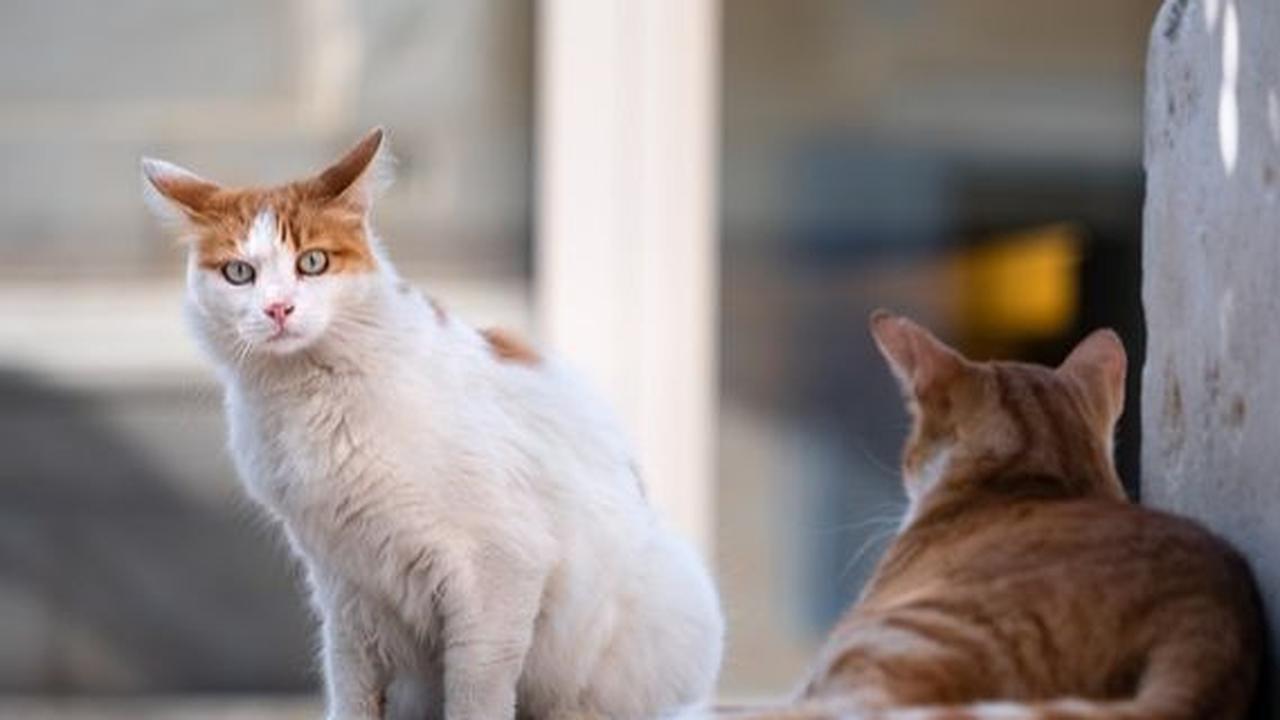 Efek Gigitan Kucing Liar