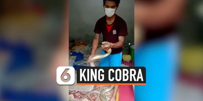 VIDEO: Bangun Tidur, Syok Lihat King Cobra 4 Meter Nangkring Dekat Kasur