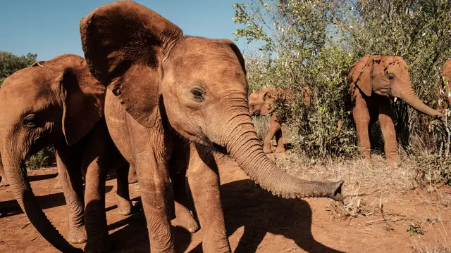 Panti Asuhan Gajah di Kenya
